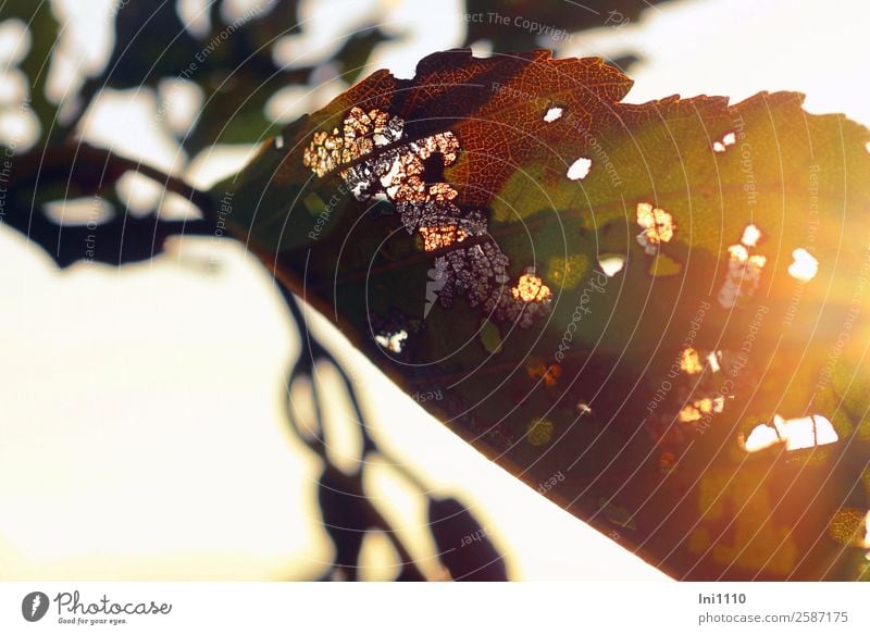 Leaf in autumn sun Nature Plant Sunlight Beautiful weather Tree Alder Park Field Forest Brown Multicoloured Yellow Gray Green Black White Back-light