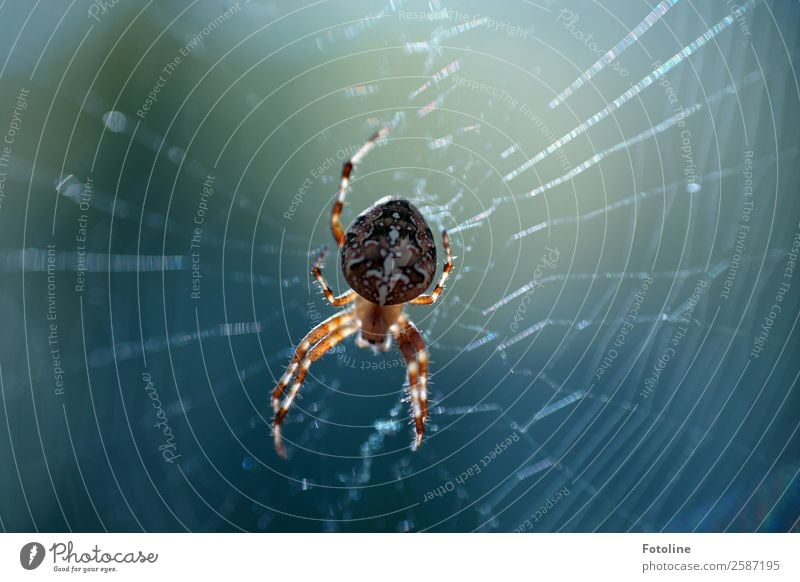 spider Environment Nature Animal Summer Autumn Wild animal Spider 1 Free Small Near Natural Blue Brown Spider's web Spider legs Cross spider Colour photo