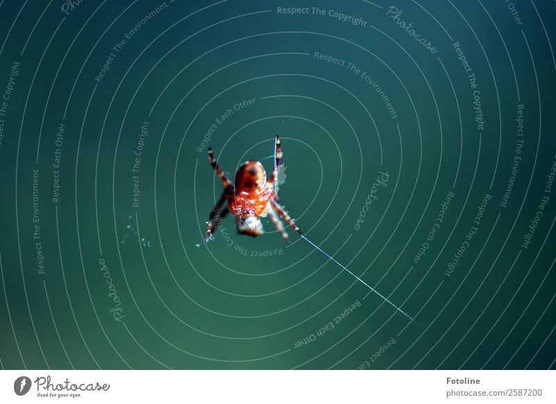 breakfast Environment Nature Animal Sky Summer Wild animal Spider 1 Free Small Near Natural Blue Brown Spider's web Spider legs To feed Spin Colour photo