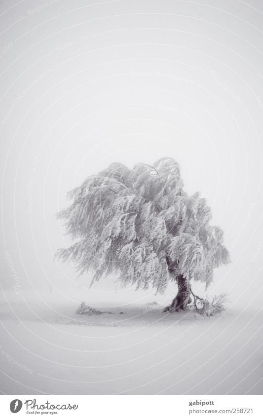 tree praises | silence Calm Meditation Vacation & Travel Tourism Adventure Far-off places Winter Snow Winter vacation Environment Nature Landscape Weather Storm