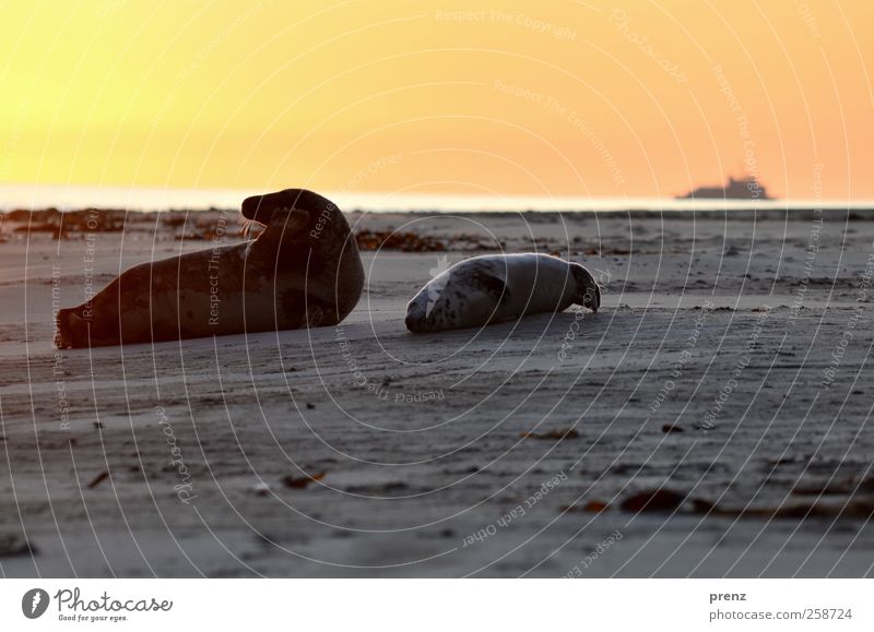 child and cone Environment Nature Landscape Animal Sky Beach North Sea Island Wild animal 2 Pair of animals Baby animal Lie Gray Red Seals Seal cub Mammal