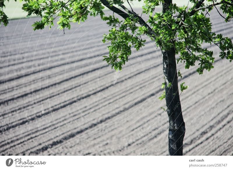 field Landscape Plant Earth Spring Summer Beautiful weather Tree Field Esthetic Simple Friendliness Brown Green Black Blur Plowed Colour photo Multicoloured