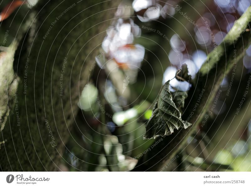 the last leaf Nature Plant Autumn Tree Garden Park Forest Loneliness Exhaustion Decline Leaf Shriveled Blur Colour photo Multicoloured Exterior shot