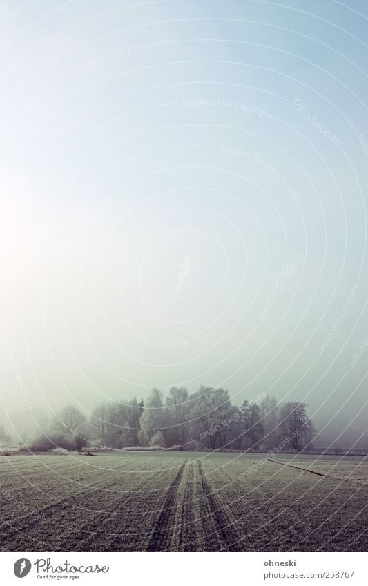 frost Landscape Earth Sky Winter Weather Fog Ice Frost Tree Field Forest Cold Grief Loneliness Far-off places Colour photo Subdued colour Exterior shot Morning