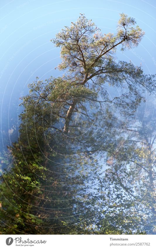 Autumn (2) Environment Nature Plant Sky Beautiful weather Tree Forest Natural Blue Green Emotions Colour photo Exterior shot Deserted Day Reflection