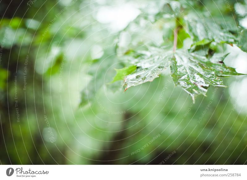 After the rain... Environment Nature Drops of water Autumn Bad weather Rain Plant Tree Leaf Maple tree Maple leaf Glittering Wet Natural Green Moody Eternity