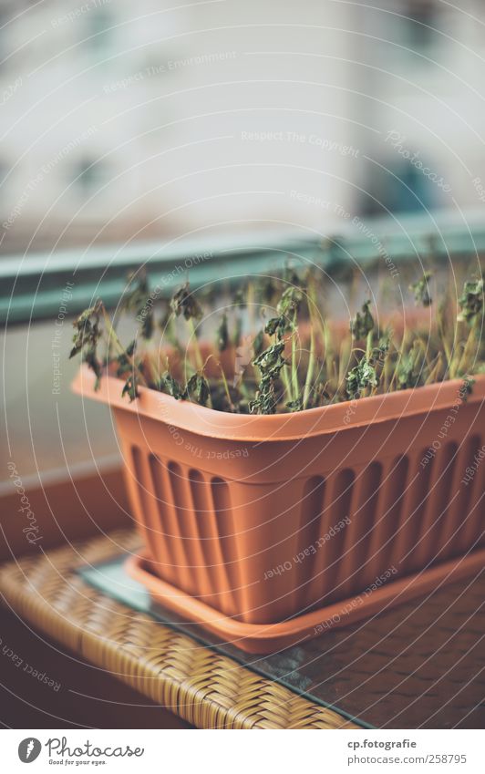 Balconies in winter Plant Beautiful weather Agricultural crop Town Balcony Handrail Flowerpot rattan Glass table Light Shallow depth of field