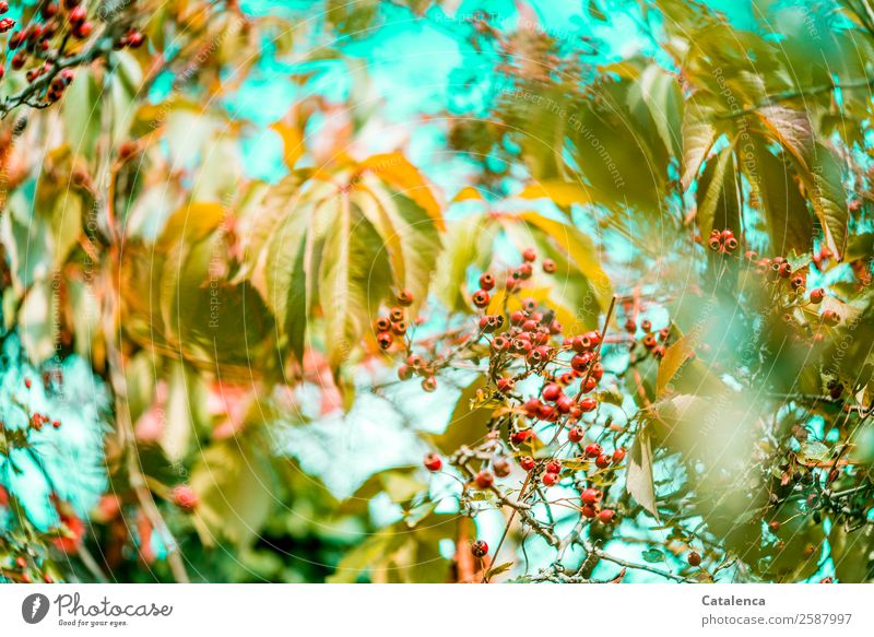 Buried, berries of hawthorn hedge in autumn Nature Plant Sky Autumn Beautiful weather Bushes Leaf Wild plant Virginia Creeper Hawthorn Hedge Tendril