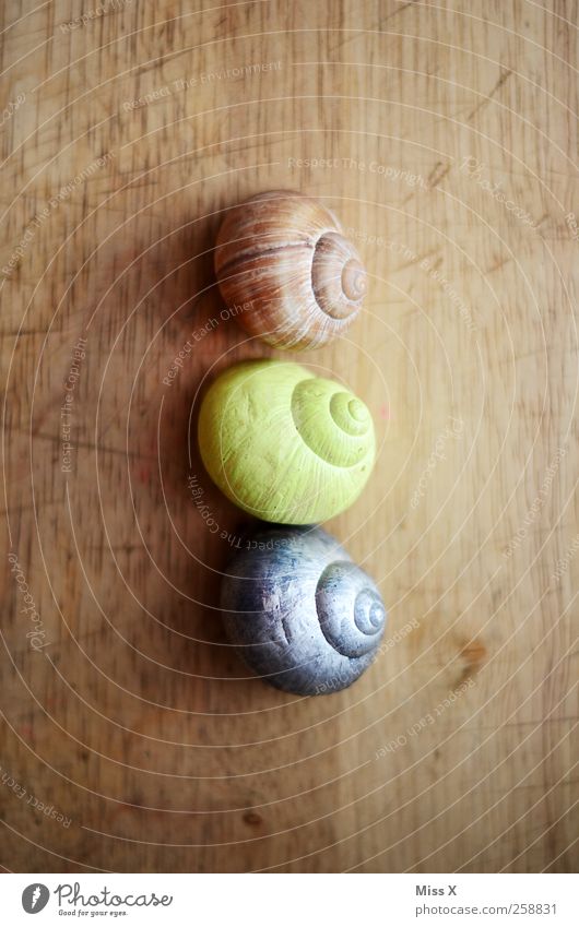 3 Snail Brown Yellow Silver Vineyard snail Snail shell Wood Colour photo Close-up Deserted Bird's-eye view