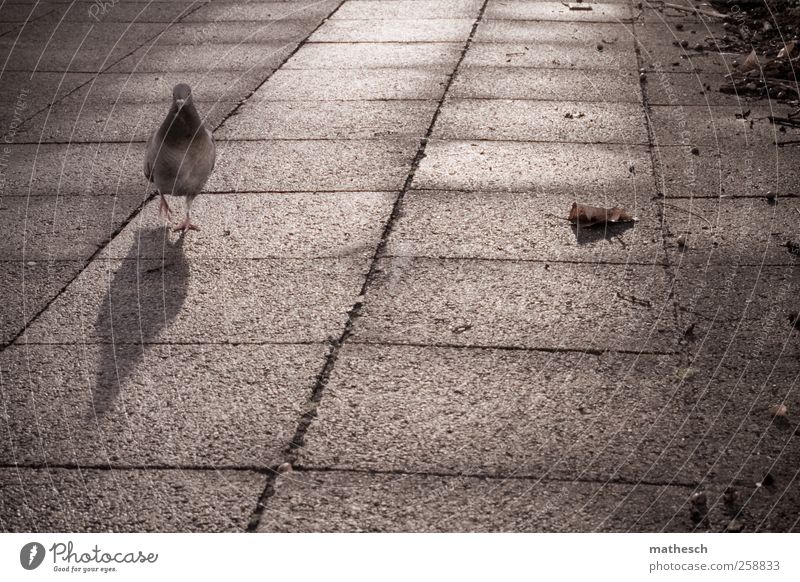 is time really divided by seconds? Leaf Places Animal Pigeon 1 Going Gloomy Brown Loneliness Town Colour photo Subdued colour Exterior shot Copy Space bottom