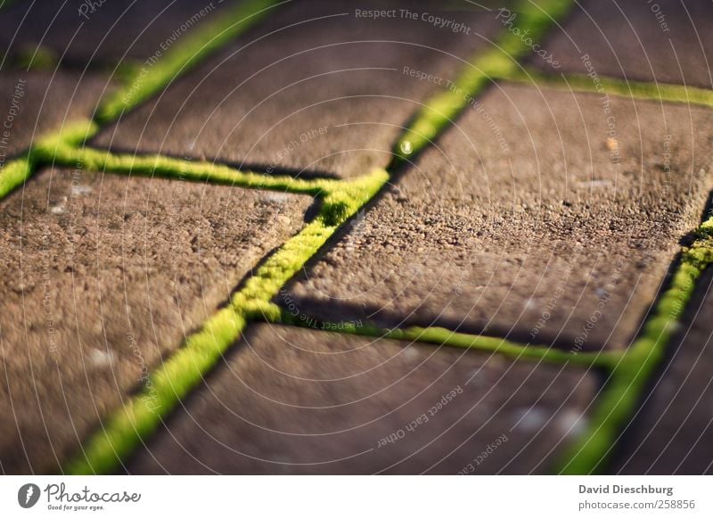 Mossy path Plant Foliage plant Green Structures and shapes Paving stone Rectangle Growth Surface Line Beautiful Colour photo Exterior shot Detail Day Light