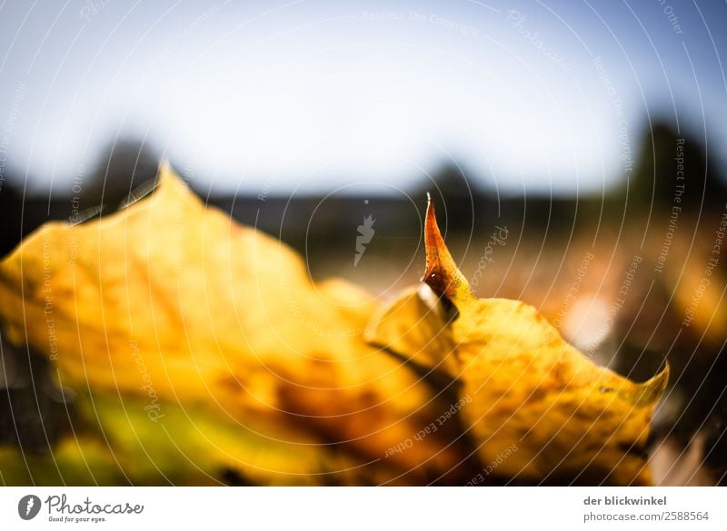 Autumn foliage IX Nature Leaf Field Forest Emotions Moody Contentment Optimism Power Yellow Colour photo Multicoloured Exterior shot Detail Twilight Sunlight