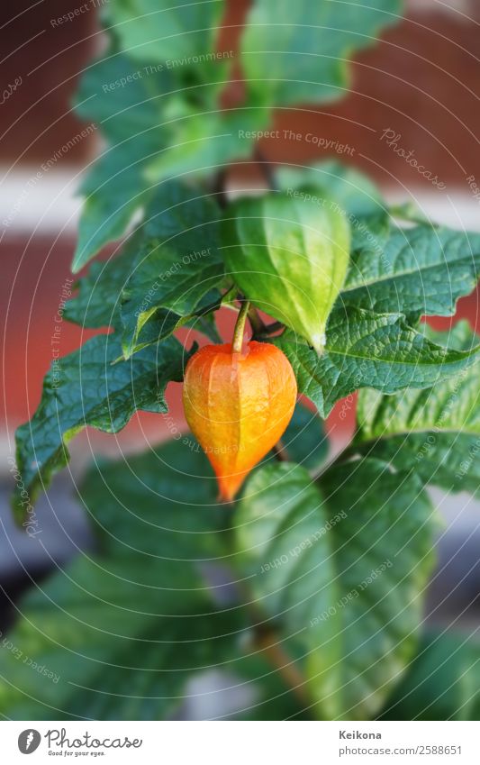 Physalis fruits. Plant Pot plant Exotic Garden Idyll Beautiful bladder Chinese land strawberry groundcherry Cape gooseberry Tilt-Shift gardening