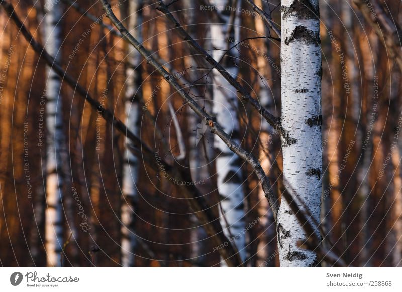 winter light Winter Plant Birch tree Yellow Black White Colour photo Exterior shot Abstract Deserted Evening Contrast Sunlight Sunrise Sunset