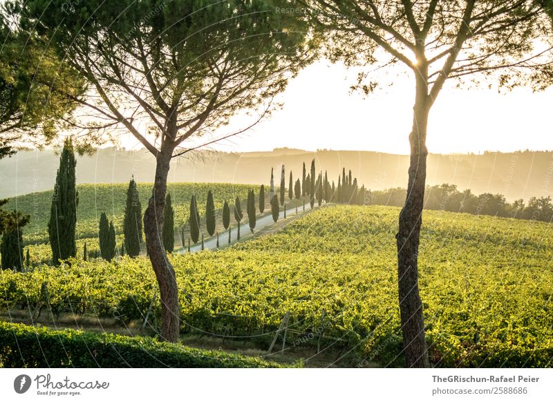 Tuscany Dream Landscape Yellow Gold Green Italy Tree Property Wine Vine Avenue Cypress Street Lanes & trails Sunset Back-light Moody Romance Colour photo