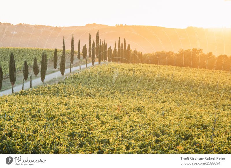 Tuscany Landscape Yellow Gold Green Italy Cypress Avenue Street Vine Wine Romance Sunset Hill Back-light Tree Travel photography To enjoy Vantage point Calm