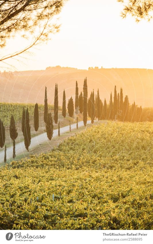 avenue Landscape Yellow Gold Green Tree Cypress Street Lanes & trails Avenue Vine Wine Branch Back-light Sunset Italy Tuscany To enjoy Vantage point