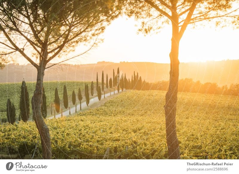 sunset romanticism Landscape Yellow Gold Green Orange Sunset Tuscany Italy Tree Cypress Lanes & trails Street Wine Vine Vantage point Colour photo Exterior shot