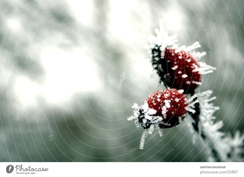 The ice cold rose hips Winter Frozen Red Ice Branch Plant ice crystals Dog rose