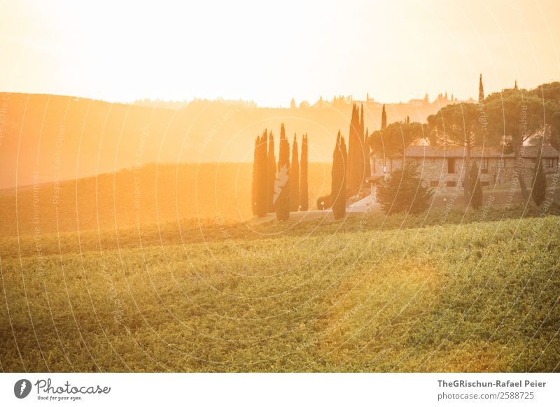 backlight Landscape Yellow Gold Green Orange White Vine Back-light Hill Cute Cypress Moody Sunset Autumn Warmth Romance Tuscany Italy Colour photo Exterior shot