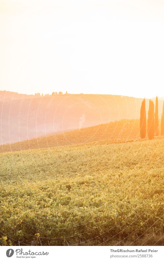 Tuscany Nature Yellow Gold Orange Sunset Cypress Vineyard Hill Landscape Italy Travel photography Romance Moody Back-light Sunbeam Warmth Autumn Colour photo