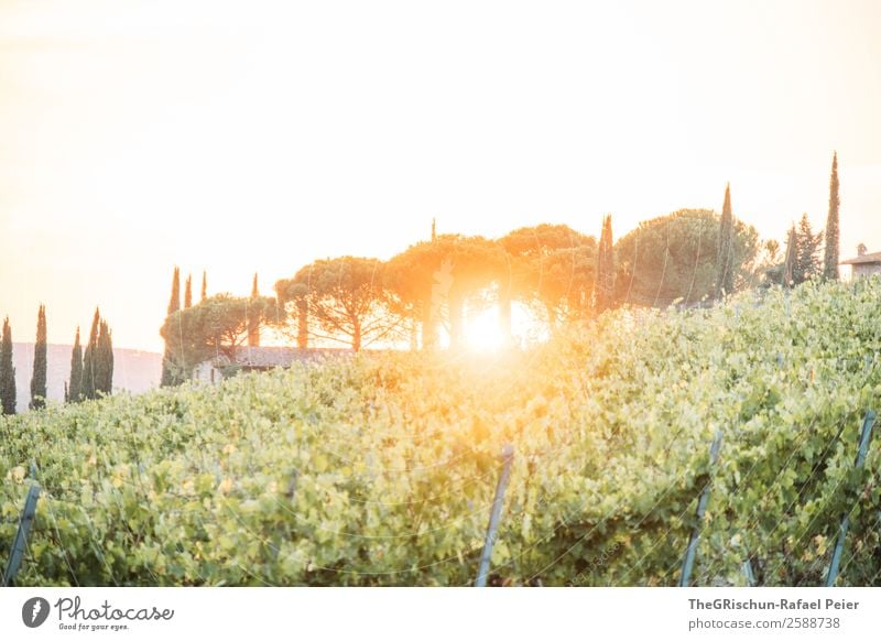 Tuscany Nature Landscape Yellow Gold Green Sun Sunset Wine Vine Italy Sunbeam Back-light Moody Romance Travel photography Vacation & Travel Colour photo