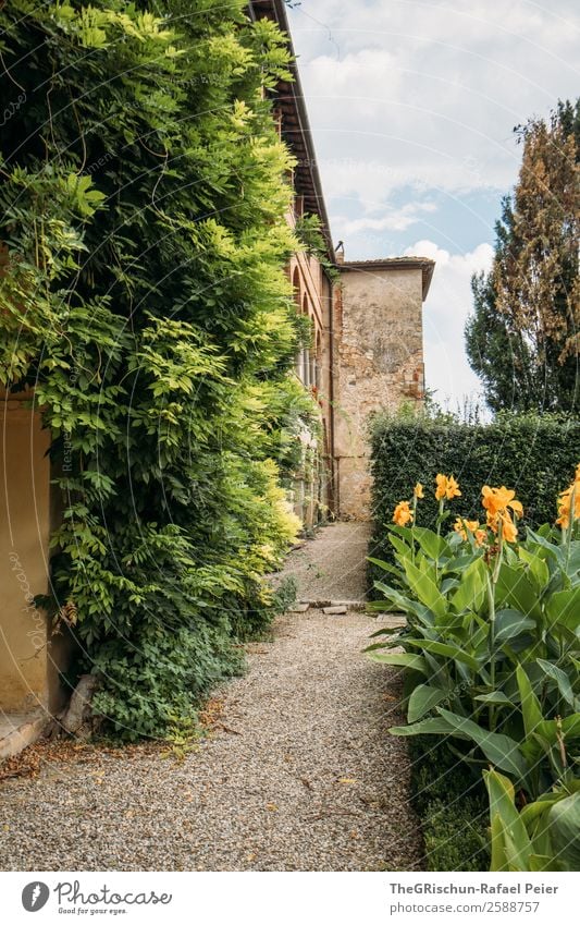 monasteries Church Old Esthetic Garden Flower Plant Gravel Tree Wall (barrier) Monastery Break Calm Pensive Religion and faith Colour photo Exterior shot