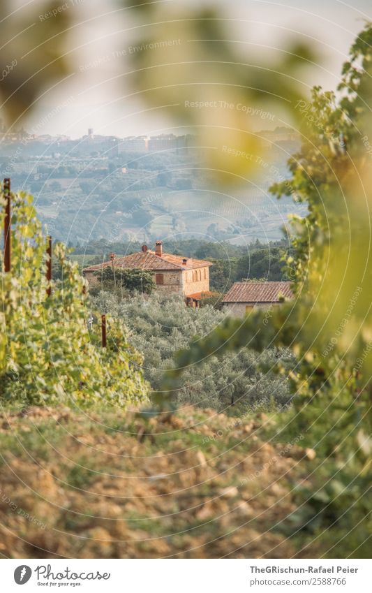 vineyard Environment Nature Landscape Brown Green Building Vineyard Italy Winery Vacation & Travel Travel photography Colour photo Exterior shot Deserted