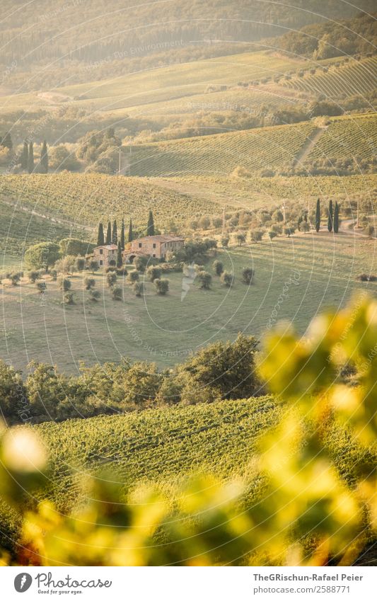 vineyard Nature Landscape Esthetic Italy Winery Tuscany Travel photography House (Residential Structure) Characteristic Vine Vantage point Hill Idyll