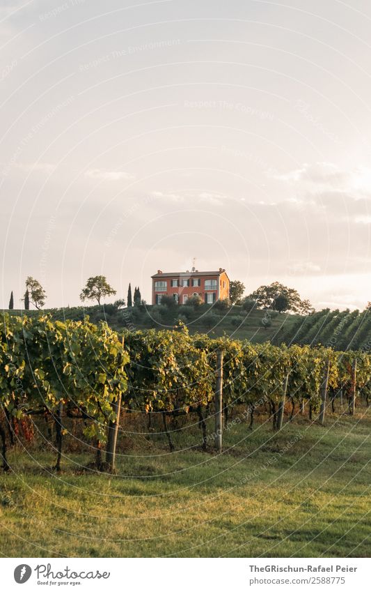 vineyard Nature Landscape Green House (Residential Structure) Slope Hill Vineyard Bunch of grapes Tree Italy Moody Winery Colour photo Exterior shot Deserted