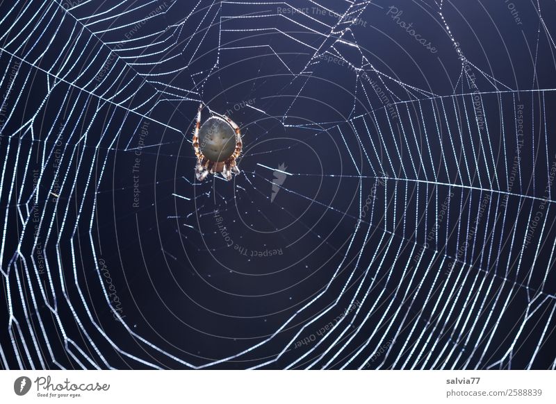 bike net Nature Animal Spider Cross spider Exceptional 1 Wait Disgust Creepy Watchfulness Patient Net Orb weaver spider Spider's web Fragile Exterior shot