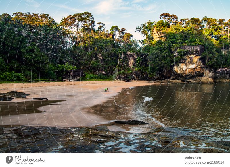 a beach on its own Vacation & Travel Tourism Trip Adventure Far-off places Freedom Boy (child) Nature Landscape Tree Virgin forest Rock Coast Beach Ocean