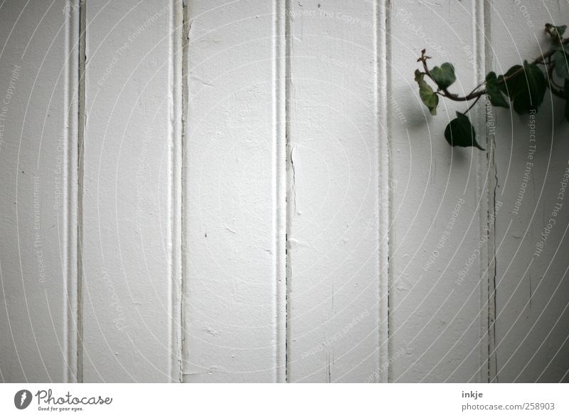 Ivy vs. empty facade Plant Garden Deserted Wall (barrier) Wall (building) Facade Wood Line Old To dry up Growth Simple Gloomy Wild Green White Emotions Moody