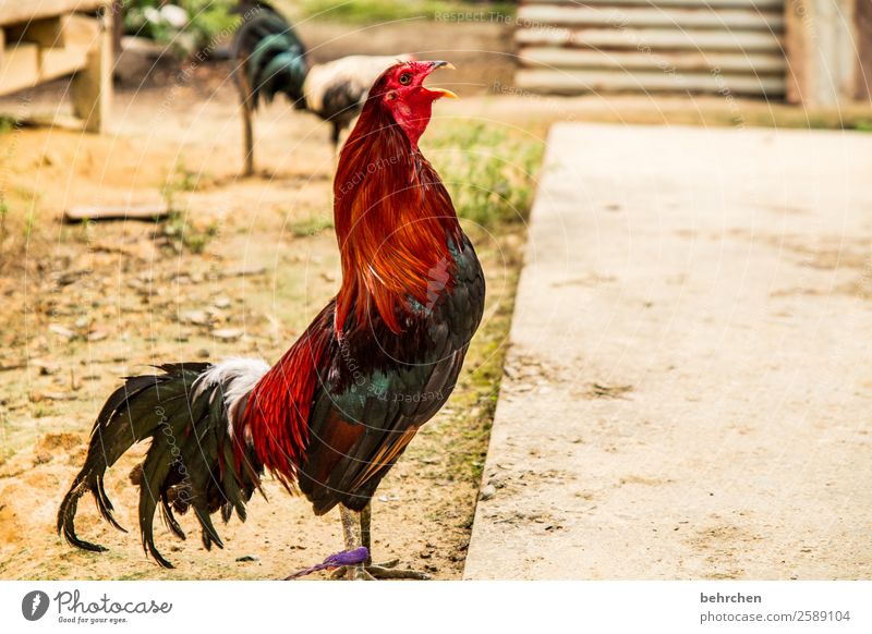 You know, the world's upside down when the rooster crows on sunday. Vacation & Travel Tourism Trip Adventure Far-off places Freedom Farm animal Wing Rooster