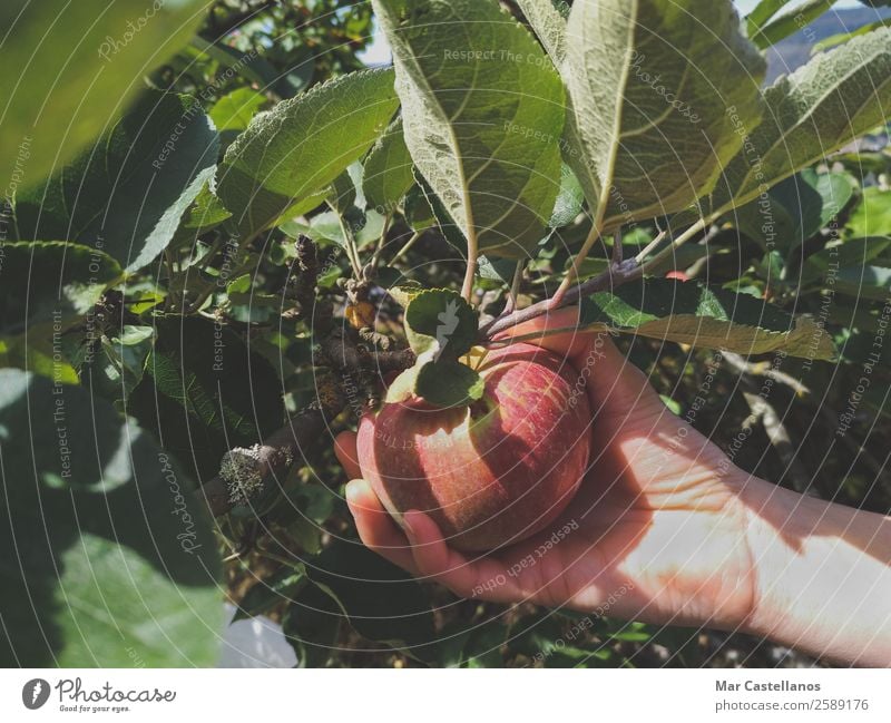 Woman's hand picking red apples. Fruit Apple Nutrition Healthy Eating Wellness Summer Garden Feminine Adults Hand Nature Plant Sunlight Autumn Tree Leaf Meadow