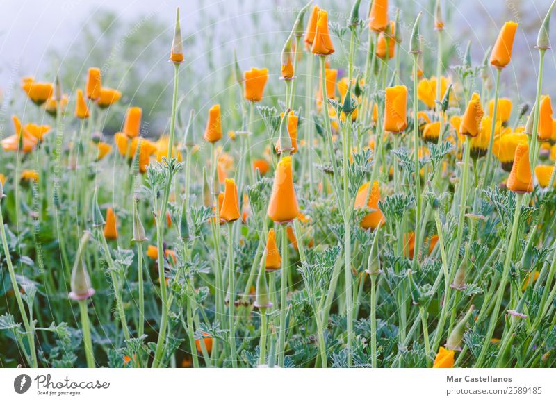 California poppies Beautiful Summer Garden Decoration Nature Plant Spring Flower Grass Blossom Fresh Wild Yellow Green Orange White Self Control Colour Feeble