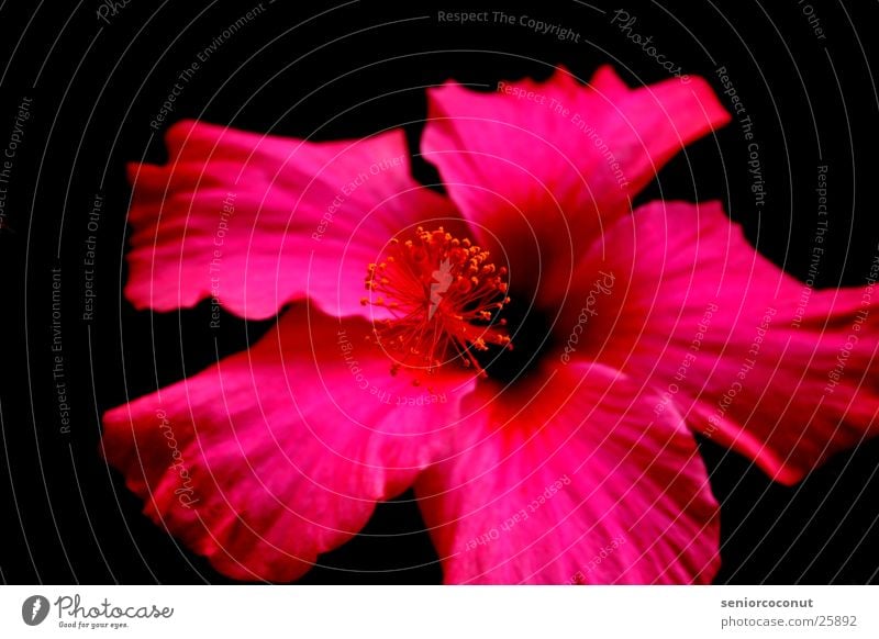 PINk Flower Blossom dalie Macro (Extreme close-up) Leaves. petals