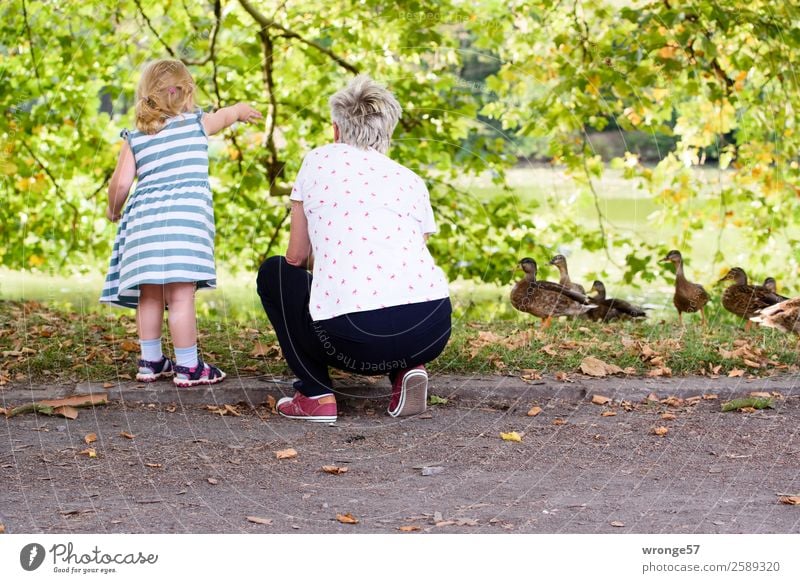 Grandma and granddaughter feed ducks at the pond Human being Child Girl Woman Adults Female senior Grandmother 2 3 - 8 years Infancy 45 - 60 years Summer Tree