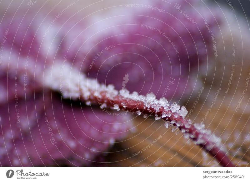 Ice on a stick Environment Nature Plant Winter Frost Leaf Stalk Faded Esthetic Cool (slang) Fresh Cold Near Natural Brown Violet White Moody Calm Sadness Death