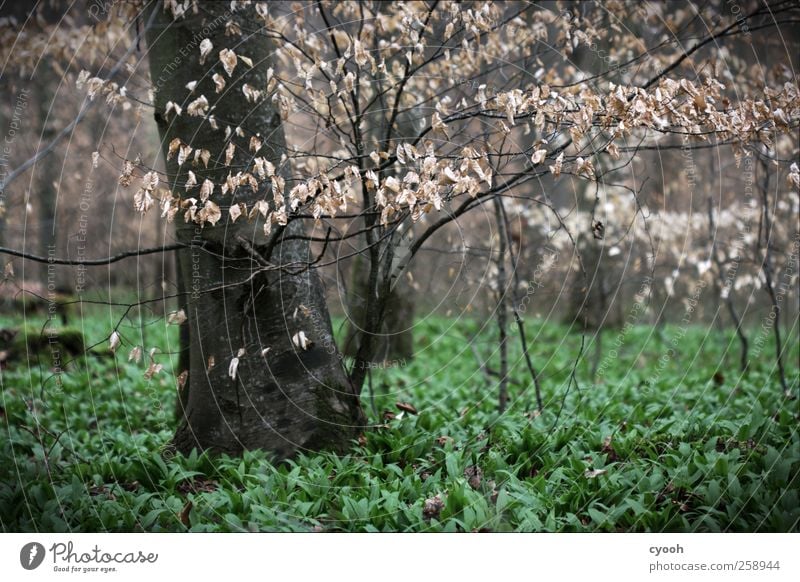 The smell of bear's garlic... Spring Tree Leaf Foliage plant Agricultural crop Forest Dark Club moss Beech tree Woodground Green Make green Wake up Life Vigor