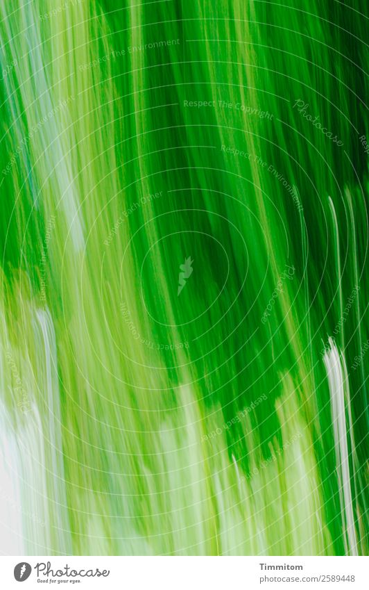 Green, moving (vertical) Environment Nature Plant Tree Garden Movement Natural Emotions Joy Colour photo Exterior shot Deserted Motion blur