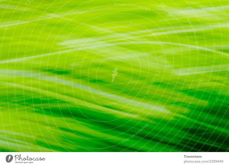 Green, moving (horizontal) Environment Nature Plant Tree Garden Movement Natural Emotions Joy Colour photo Exterior shot Deserted Motion blur