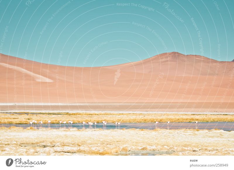 Chile Mountain Environment Nature Landscape Elements Earth Sky Summer Climate Beautiful weather Lake Flamingo Bright South America Pastel tone Salar de Atacama