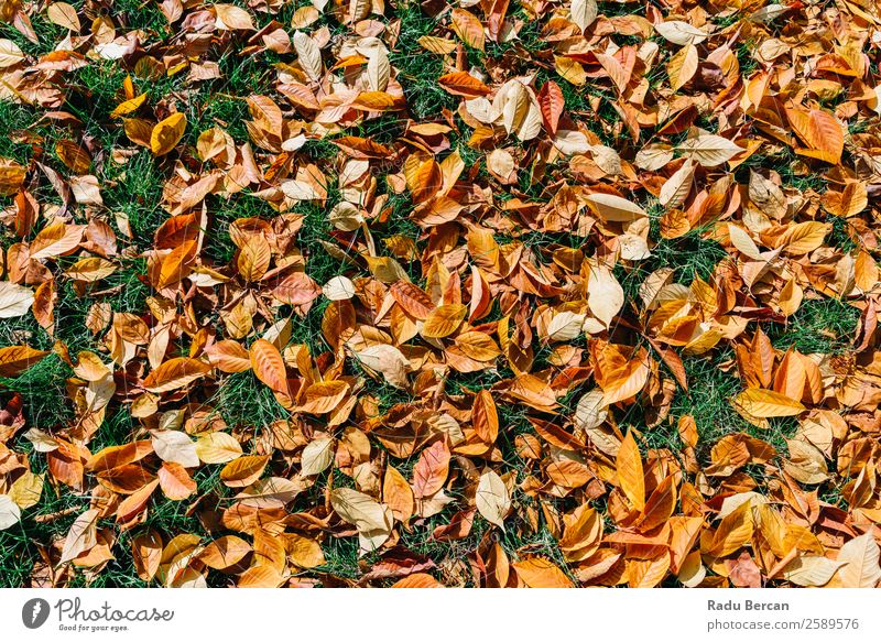 Orange And Red Autumn Leaves In Fall Season Beautiful Garden Wallpaper Nature Landscape Plant Tree Grass Leaf Park Forest Bright Natural Brown Yellow Gold Green