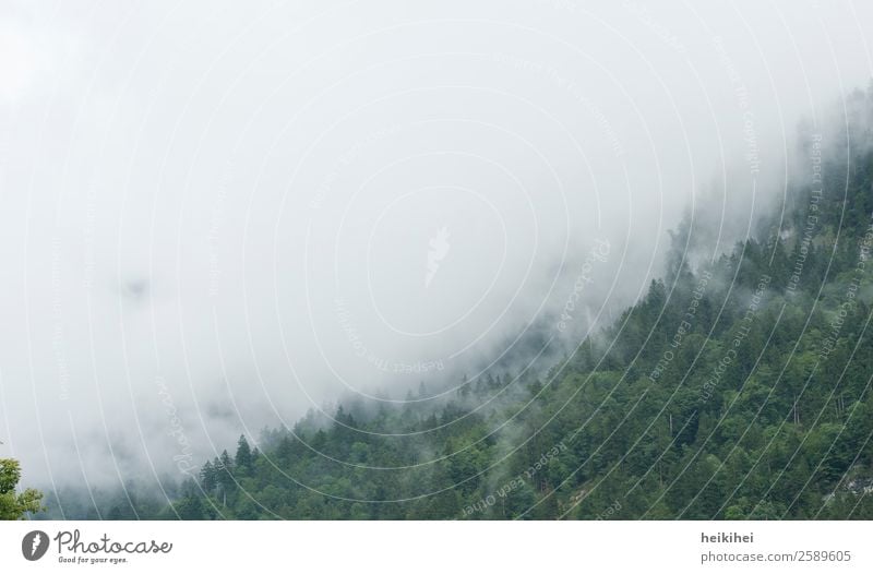 Wafts of mist in the Black Forest Fog Shroud of fog Misty atmosphere Cloud forest Exterior shot Nature Deserted Landscape Tree Colour photo Dark Plant Day