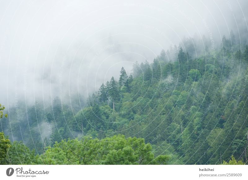 Autumn mood in the Black Forest Fog Shroud of fog Misty atmosphere Cloud forest Exterior shot Nature Deserted Landscape Tree Colour photo Dark Plant Day