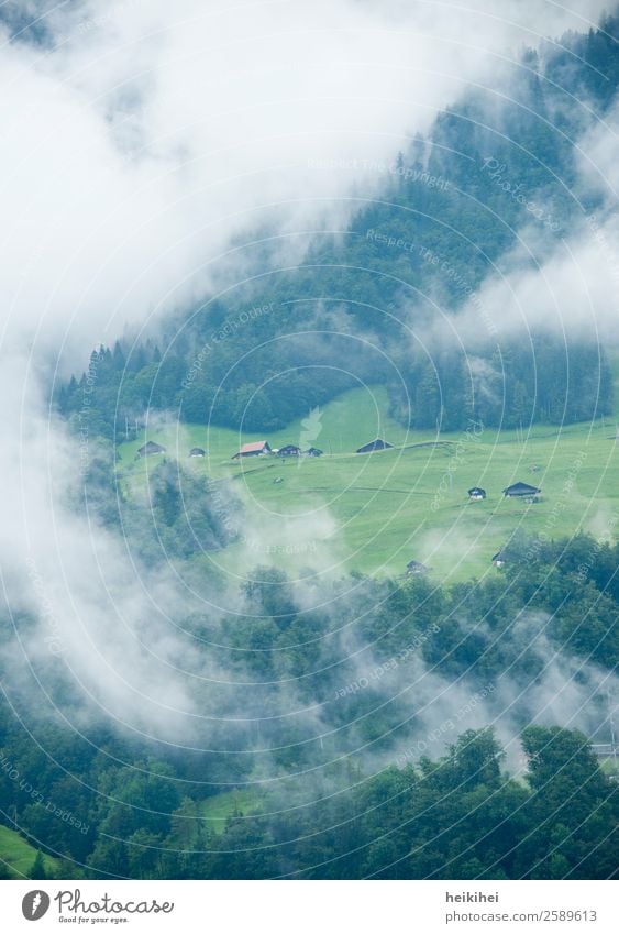 Swiss idyll in the morning fog Environment Nature Landscape Plant Sky Clouds Summer Autumn Weather Fog Tree Grass Meadow Forest Alps Mountain Fantastic Natural