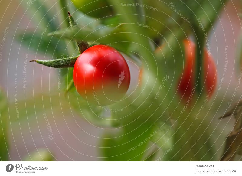 #A# Oskar Goes Viral Art Esthetic Tomato Tomato plantation Organic produce Agriculture Growth Mature Red Healthy Eating Colour photo Multicoloured Exterior shot