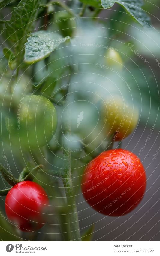 #A# Tomato harvest Environment Nature Esthetic Tomato salad Tomato plantation Tomato juice Tomato soup Harvest Mature Red Colour photo Multicoloured