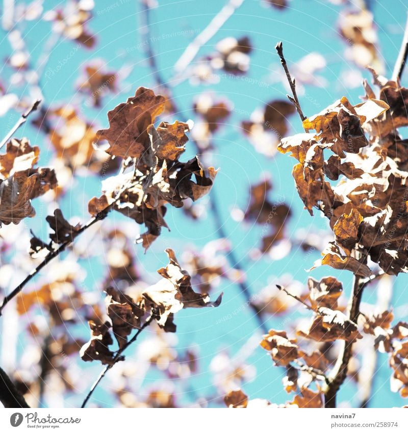 40 Nature Plant Tree Deserted Dry Blue Brown Sadness Wizened Subdued colour Exterior shot Detail Day Shallow depth of field